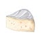 Watercolor camembert piece cheese isolated on white . Hand drawn brie slice illustration