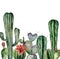 Watercolor card with cactus. Hand painted print with desert plants isolated on white background. Flowering cacti card