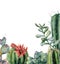 Watercolor card with flowering cactuses and succulents. Hand painted exotic floral print isolated on white background