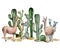 Watercolor card with llama and cacti. Hand painted beautiful illustration with animals and floral on white background