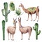 Watercolor card with llama and desert cacti. Hand painted traition botanical illustration with animal and floral on