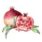 Watercolor card with pomegranate, leaves and berries. Hand painted botanical illustration fruit isolated on white