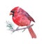 Watercolor cardinal  bird animal