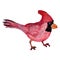 Watercolor cardinal bird clipart