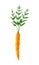 Watercolor carrot. Hand drawn illustration is isolated on white. Orange vegetable