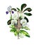 Watercolor cartoon illustration of cute ostrich with white orchids, iris flowers, schefflera and croton leaves.