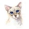 Watercolor cat`s portrait. Cat with big blue eyes.