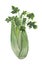 Watercolor celery. Composition on a white background