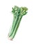 Watercolor Celery on white