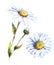 Watercolor chamomile flower  illustration isolated