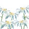 Watercolor Chamomile flowers