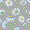 Watercolor chamomile on a gray background. Grey seamless pattern with daisies flowers.Summer floral illustration