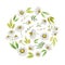 Watercolor chamomile round card of flowers and leaves isolated on white background.
