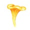 Watercolor Chanterelle Mushroom isolated on white background. Edible mushrooms yellow chanterelle vegetarianism. Golden