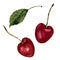 Watercolor cherries set. Hand drawn food illustration on white background. For design, textile and background. Realistic