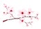 Watercolor cherry blossom branches hand painted