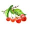 Watercolor cherry branch with cherries isolated