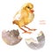 Watercolor chick and eggs shell