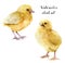 Watercolor chick set. Hand painted young chucken isolated on white background. Cute baby bird illustration for design.