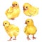 Watercolor chicks isolated on a white background