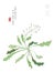 Watercolor Chinese ink paint art illustration nature plant from The Book of Songs Shepherd`s Purse. Translation for the Chinese