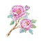 Watercolor chinese peony flower
