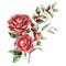 Watercolor Christmas bouquet of red rose, branch, berries and leaves. Hand painted holiday composition of flowers and