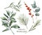 Watercolor Christmas plant and berries. Hand painted rosemary, eucalyptus, cedar, snowberry and fir branches isolated on