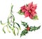 Watercolor Christmas plants. Hand painted poinsettia, mistletoe, holly isolated on white background. Holiday symbol