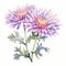 Watercolor Chrysanthemum: Delicate Purple Pink Flower Illustration