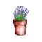 watercolor clay pot with growing lavender isolated on white background, flowerpot with lavender as an element for the design of