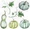 Watercolor clipart of colorful pumpkins - green and blue with leaves. Thanksgiving collection of pumpkin harvest.