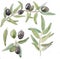 Watercolor clipart olive branch and green leaves, olives