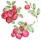 Watercolor clipart with red bilberry isolated on the white background. Hand-drawn wild berries