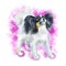 Watercolor close up portrait of Continental Toy Spaniel breed dog isolated on pink background. Butterfly-eared black and white
