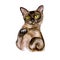 Watercolor close up portrait of popular shorthair Burmese cat breed isolated on white background. Rare chocolate colouration. Hand