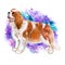 Watercolor closeup portrait of Cavalier king charles spaniel breed dog isolated on abstract colorful background. Toy dog from
