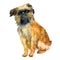 Watercolor closeup portrait of cute Brussels Griffon breed dog isolated on white background. Shorthair small brown dog posing at