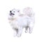 Watercolor closeup portrait of cute Samoyed breed dog isolated on white background. Longhair fluffy white herdig dog. Hand drawn