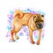 Watercolor closeup portrait of cute wrinkled chinese Shar Pei breed dog isolated on abstract background. Shorthair medium-sized