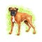 Watercolor closeup portrait of German boxer, deutscher boxer breed dog isolated on fresh green background. Medium-sized short-