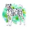 Watercolor closeup portrait of large Dalmatian breed dog isolated on green background. Large shorthair carriage spotted dog from