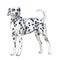 Watercolor closeup portrait of large Dalmatian breed dog isolated on white background. Large shorthair carriage spotted dog from