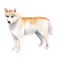 Watercolor closeup portrait of rare golden Husky dog isolated on white background. dog posing at dog show. Hand drawn sweet home