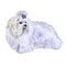 Watercolor closeup portrait of small Maltese breed dog isolated on white background. Small longhair Italian origin toy dog.