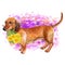 Watercolor closeup portrait of smooth german Dachshund dog isolated on pink background. Sweet dog holding taraxacum, dandelion