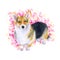 Watercolor closeup portrait of tricolor short-legged Pembroke Welsh Corgi. Isolated on abstract background. Shorthair small-sized