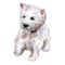 Watercolor closeup portrait of West Highland White Terrier breed dog isolated on white background. Scotland small white coated