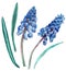 Watercolor cobalt-blue muscari with green leaves. Botanical floral illustration.