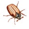 Watercolor cockchafer maybug